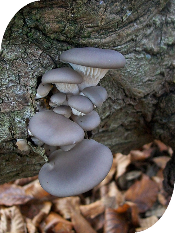 Blue oyster mushrooms plugs at Spores Source Canada