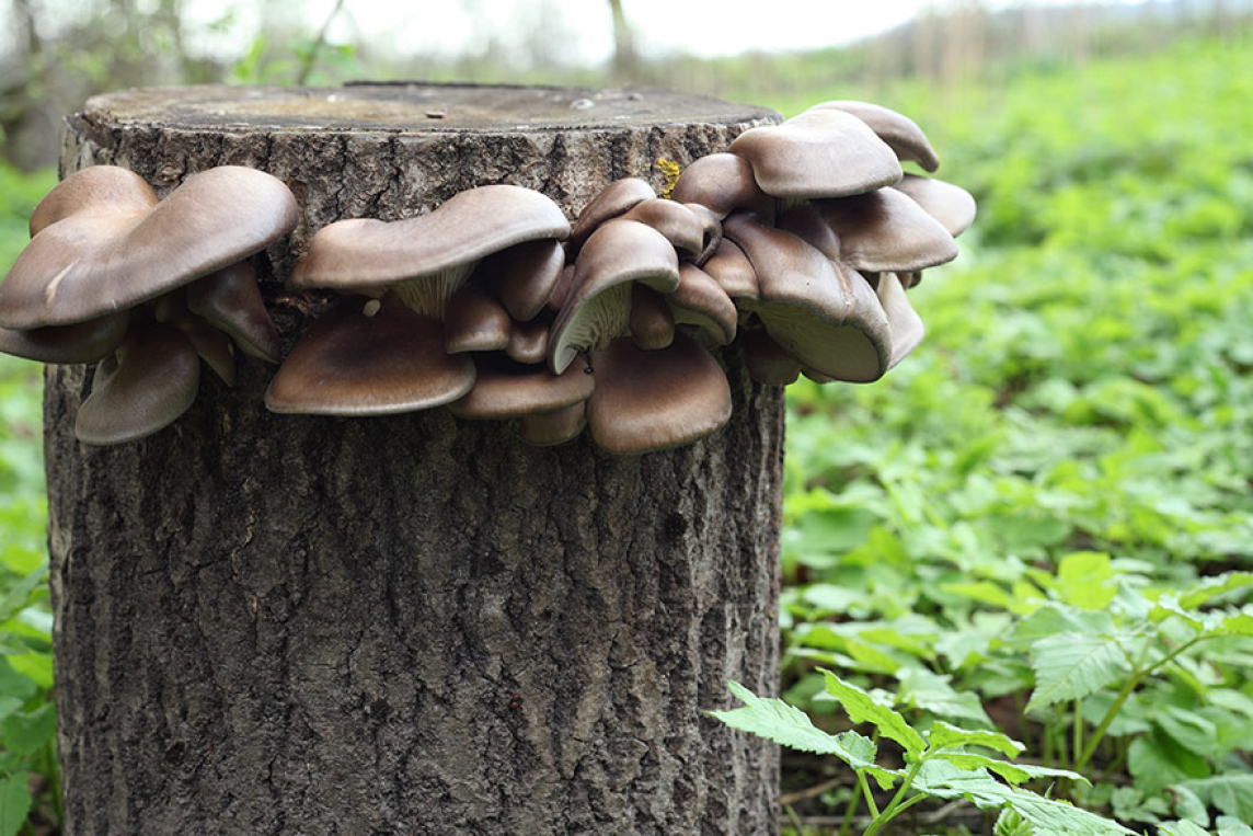 Brown mushroom oysters on wood logs