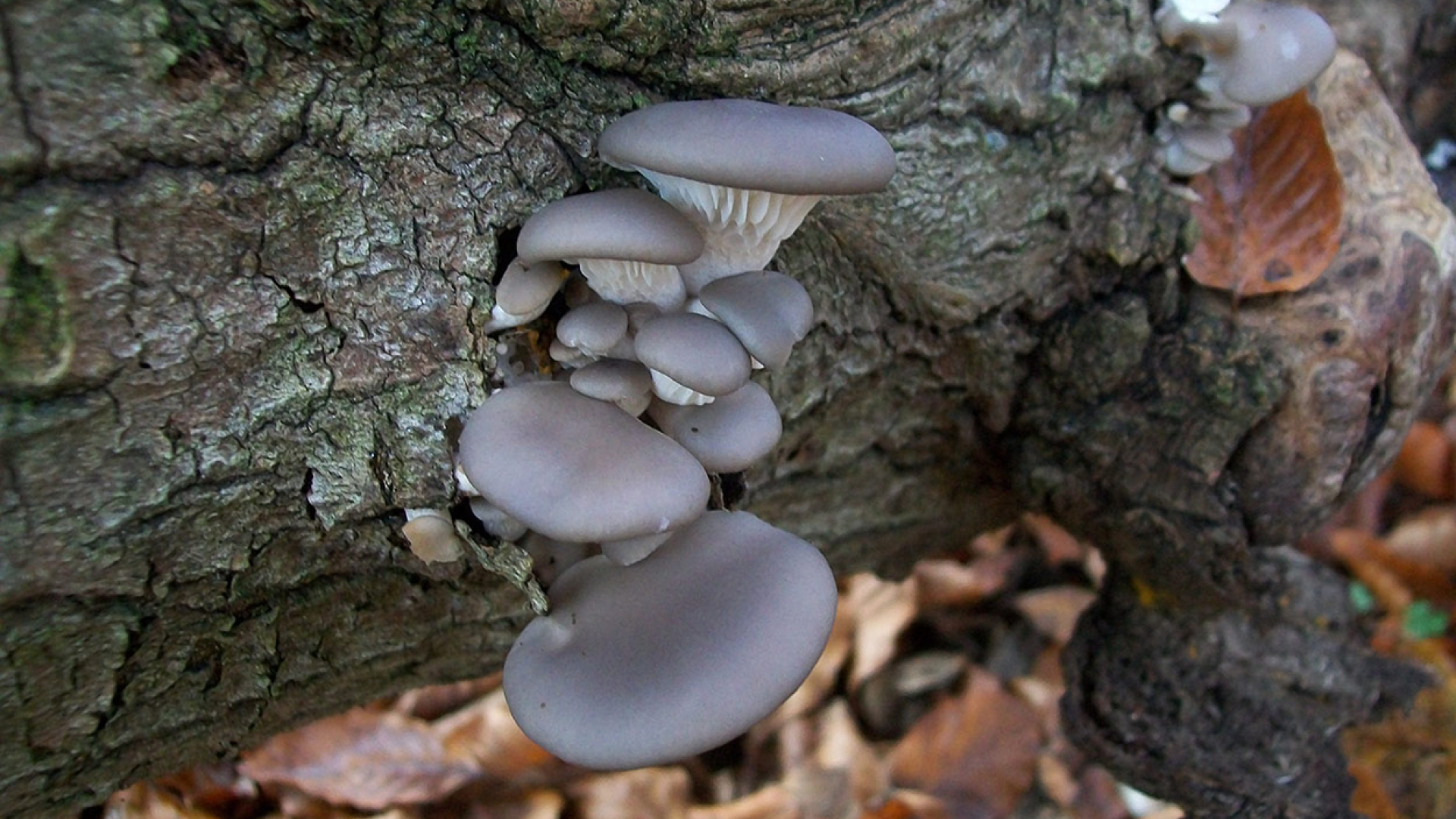 Blue oyster mushrooms growing at home on wood log