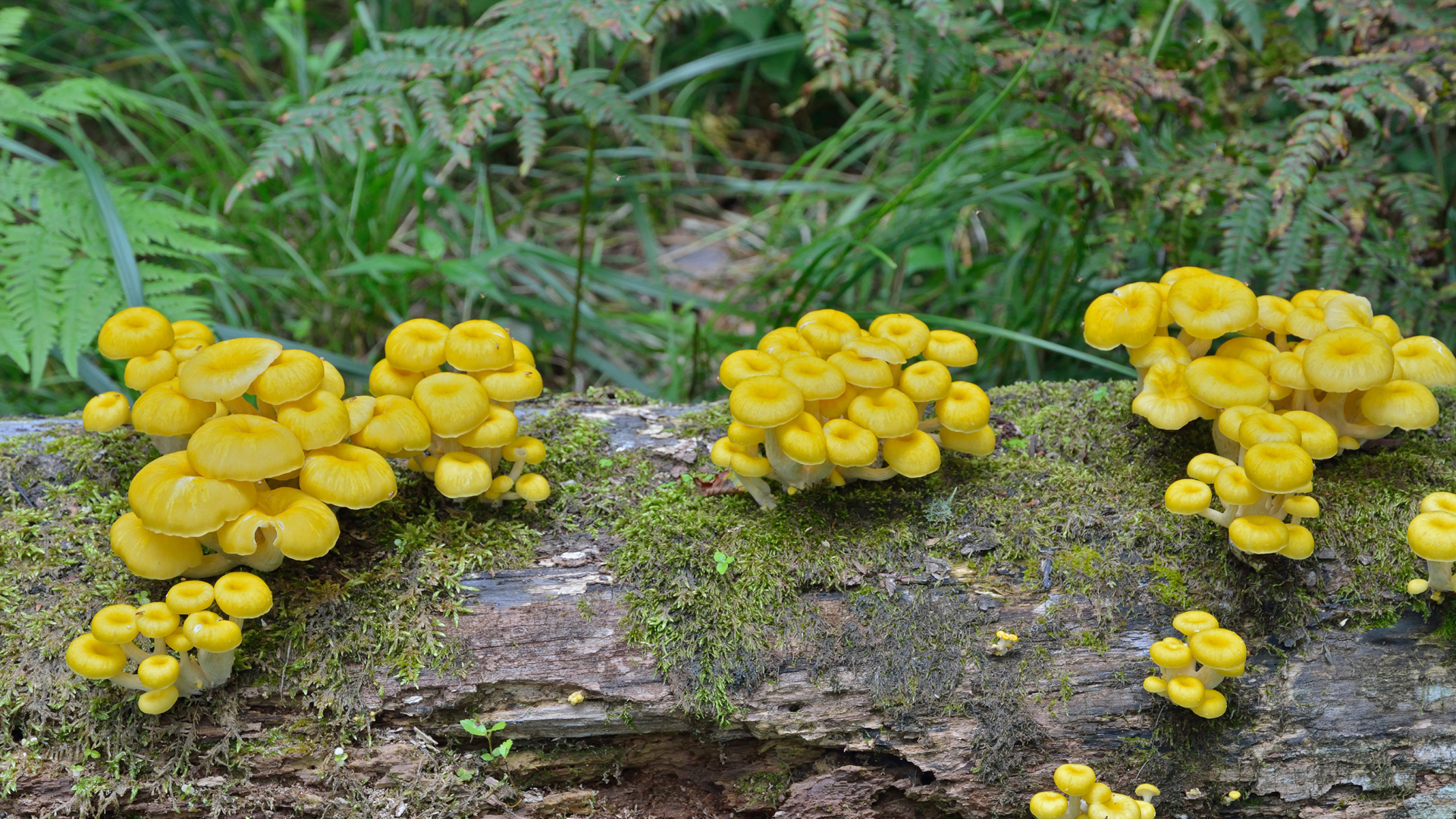 Golden (yellow) oyster mushrooms growing at home on wood log