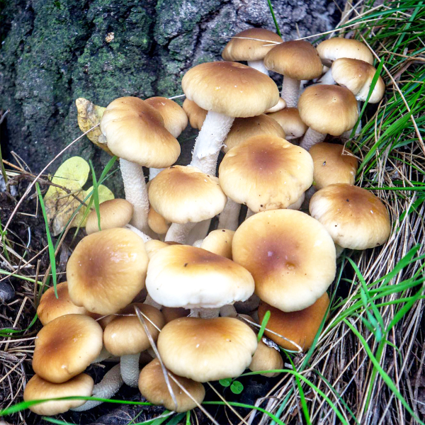 Pioppino mushroom growing on wood log
