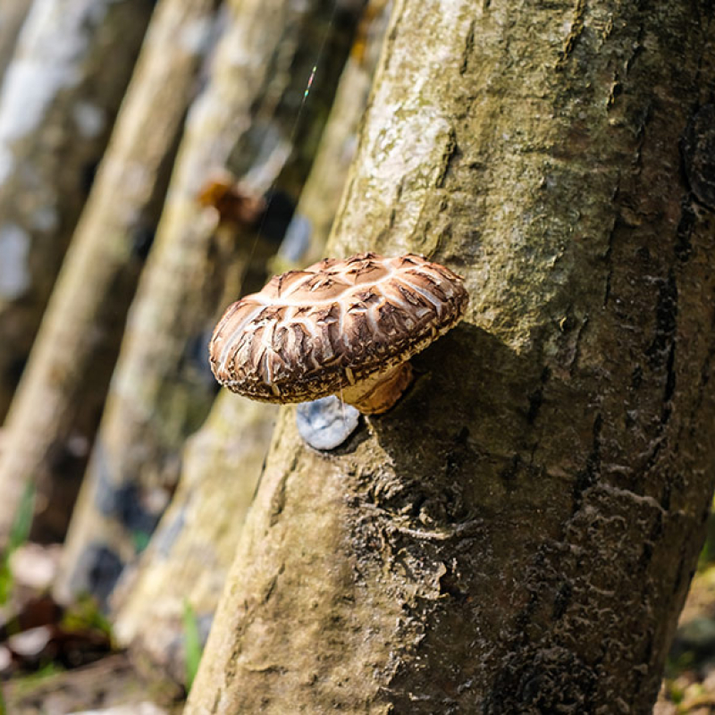 Growing Shiitake on wood logs with mycelium plugs spawn