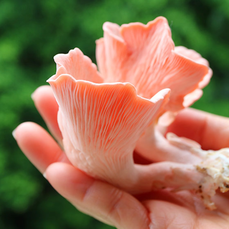 Pink oysters mushrooms
