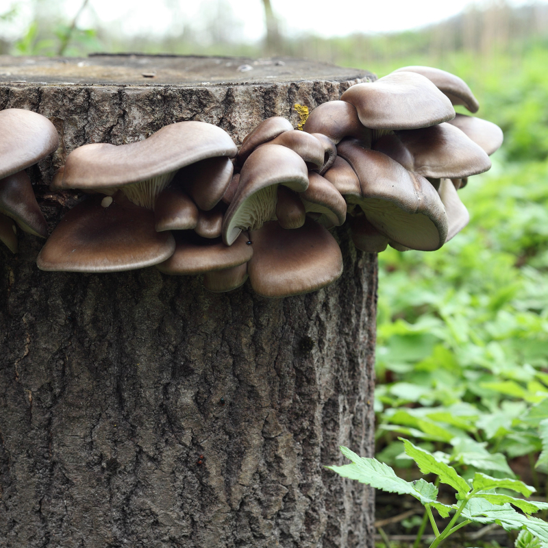 Brown oyster mushrooms growing at home on wood log